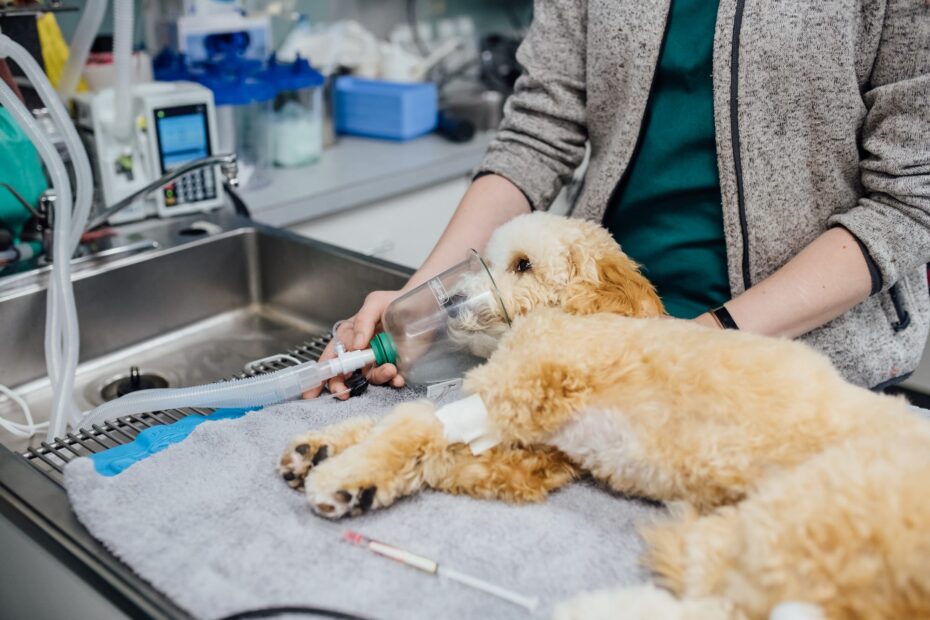 anesthesia for animals